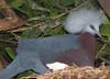 Southern Crowned Pigeon (Goura scheepmakeri) - Wiki