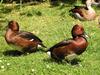 Ferruginous Duck (Aythya nyroca) - Wiki