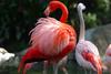 Flamingo (Family: Phoenicopteridae, Genus: Phoenicopterus) - Wiki