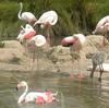 Greater Flamingo (Phoenicopterus roseus) - Wiki