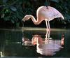 Chilean Flamingo (Phoenicopterus chilensis) - Wiki