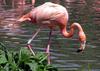 Caribbean Flamingo (Phoenicopterus ruber) - Wiki