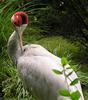 Cranes (Family: Gruidae) - Wiki