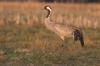 Common Crane (Grus grus) - Wiki