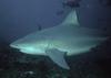 Bull Shark (Carcharhinus leucas)  - Wiki