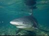 Bull Shark (Carcharhinus leucas), Bahama