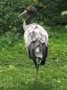 Black-necked Crane (Grus nigricollis) - Wiki