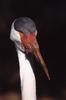 Wattled Crane (Bugeranus carunculatus) - Wiki
