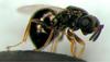 Genus: Nasonia (jewel wasps) - Wiki