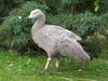 Cape Barren Goose (Cereopsis novaehollandiae) - Wiki