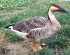 Swan Goose (Anser cygnoides) - Wiki