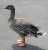 Bean Goose (Anser fabalis) - Wiki