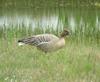 Pink-footed Goose (Anser brachyrhynchus) - Wiki