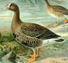 Lesser White-fronted Goose (Anser erythropus) - Wiki