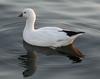 Ross's Goose (Chen rossii) - Wiki