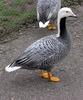 Emperor Goose (Chen canagica) - Wiki