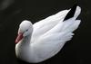 White Geese (Genus: Chen) - Wiki