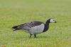 Black Geese (Genus: Branta) - Wiki
