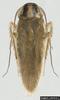 Asian Cockroach (Blattella asahinai) - Wiki