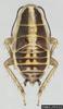 Asian Cockroach (Blattella asahinai) nymph