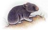 Muli Pika (Ochotona muliensis) - Wiki