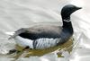 Black Brant, Pacific Brent Goose (Branta bernicla nigricans) - Wiki