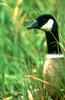 Cackling Goose (Branta hutchinsii) - Wiki