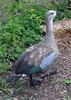 Blue-winged Goose (Cyanochen cyanopterus) - Wiki