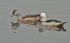 Pygmy Geese (Genus: Nettapus) - Wiki