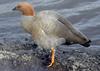 Ruddy-headed Goose (Chloephaga rubidiceps) - Wiki