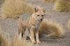 Pampas Fox (Pseudalopex gymnocercus) - Wiki