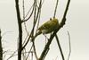 Leaf-warblers (Genus: Phylloscopus) - Wiki