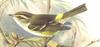 Pallas's Leaf-warbler (Phylloscopus proregulus) - Wiki
