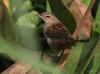 Pallas's Grasshopper-warbler (Locustella certhiola) - Wiki
