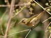 Willow Warbler (Phylloscopus trochilus) - Wiki