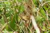 Radde's Warbler (Phylloscopus schwarzi) - Wiki