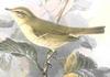 Greenish Warbler (Phylloscopus trochiloides) - Wiki