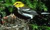 Black-throated Green Warbler (Dendroica virens) - Wiki
