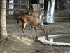 Rusa Deer (Cervus timorensis) - Wiki