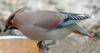 Japanese Waxwing (Bombycilla japonica) - Wiki