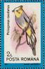 Long-tailed Silky-flycatcher (Ptilogonys caudatus) - Wiki