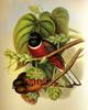 Malabar Trogon (Harpactes fasciatus) - Wiki