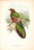 Golden-headed Quetzal (Pharomachrus auriceps) by John Gould