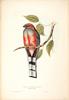 Red-headed Trogon (Harpactes erythrocephalus) by John Gould