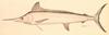 White Marlin (Tetrapturus albidus) - Wiki