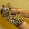 Yellow Anaconda (Eunectes notaeus) - Wiki
