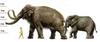 Songhua River Mammoth (Mammuthus sungari) - Wiki