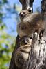 Sportive Lemur (Family: Lepilemuridae) - Wiki