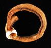 Shipworm (Family: Teredinidae) - Wiki