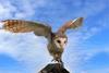 Australian Masked Owl (Tyto novaehollandiae) - Wiki